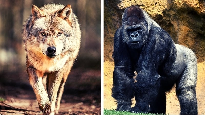 Understanding the Lone Wolf: Are You a Sigma Male? 5 Sigma vs Alpha Male Lone Wolf vs Gorilla
