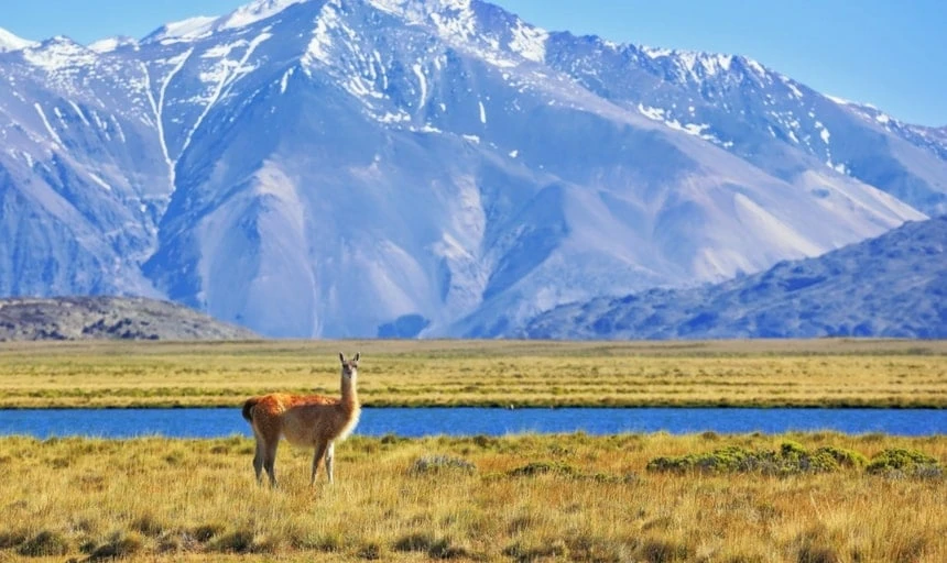 Argentine Patagonia. Yellow field, blue lake and snow-capped mountains. On the banks of grazing llama. Perito Moreno National Park