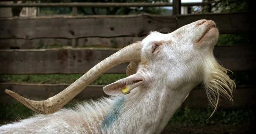 Goatees Galore: 25 Goatee Beard Styles (With Growing & Trimming Tips) 24 White billy goat showing off beard