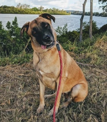 German Shepherd x Belgian Malonois With Tongue Out Sitting Down Near River