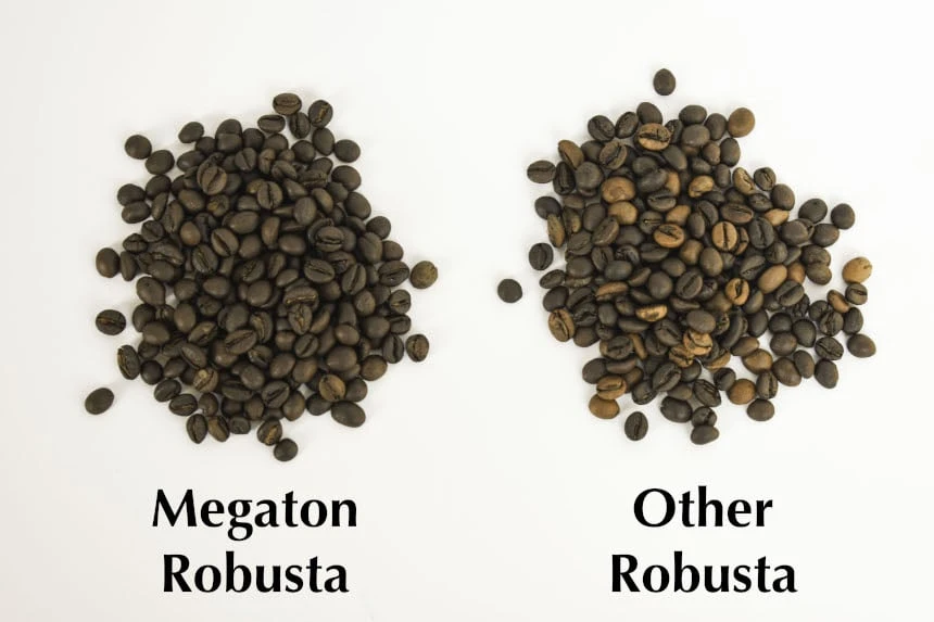 The 5 Strongest Coffee Brands: Want a Rocket? 38 Megaton Robusta vs Other Robusta Coffee Beans Comparison