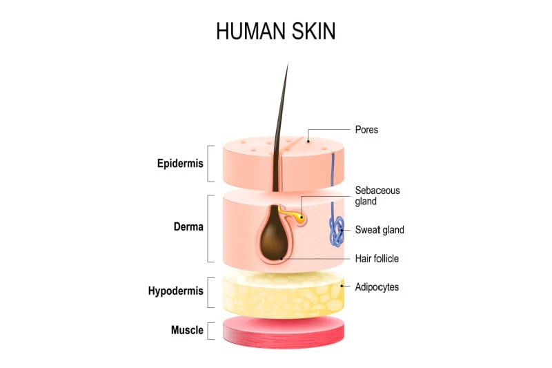 How to Care for Oily Skin: A Man’s Guide for 2024 43 sebacious gland