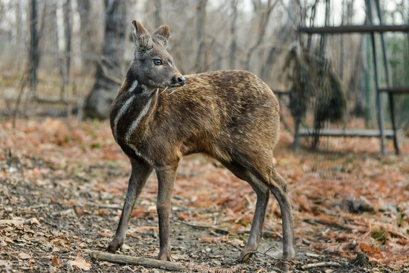 siberian musk deer hoofed animal rare pair